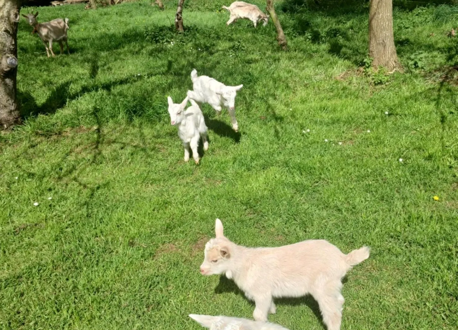 Appartement La Ferme Stanczak à Tréguier